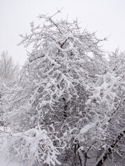 plants under snow after snowfall in spring