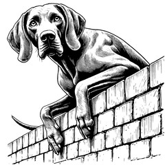 Hand drawn cute peeking Weimaraner portrait, vector sketch isolated on white background, SVG vector  © Vector Deluxe Studio