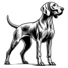 Hand drawn cute Weimaraner in full-body, vector sketch isolated on white background, SVG vector	