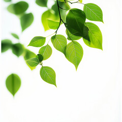 Fototapeta premium Bright Green Leaves Sunlight Spring Branch