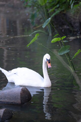 Obraz premium A swan is swimming in a pond with green plants