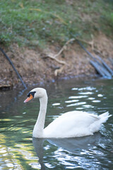 Fototapeta premium A white swan is swimming in a pond