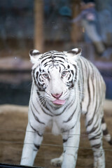 Fototapeta premium A white tiger is standing in a cage