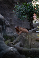 A lizard is perched on a tree branch in a zoo enclosure