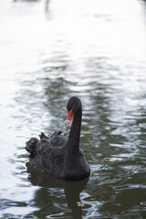 Fototapeta premium A black swan is swimming in a body of water