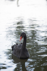 Fototapeta premium A black swan is swimming in a body of water