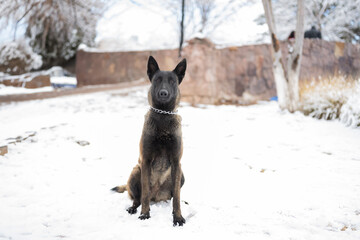 Perro sentado en la nieve