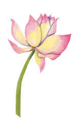 Fototapeta premium Watercolor Textured Flower Open Lotus Bud on Green Stem, Vivid Textured Illustration for Print, Web and Textile