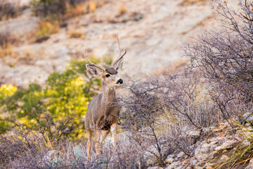 Venado Bura joven en el desierto de Chihuahua, méxico