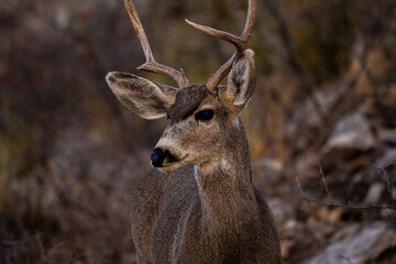 Venado Bura joven en el desierto de Chihuahua