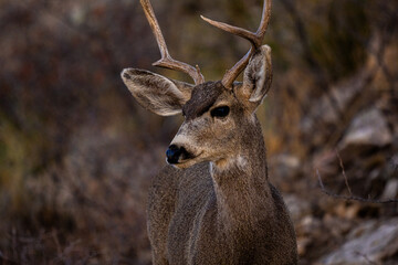 Venado Bura joven en el desierto de Chihuahua
