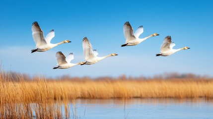 Fototapeta premium Majestic swans flying gracefully over a serene wetland landscape on a clear blue sky day