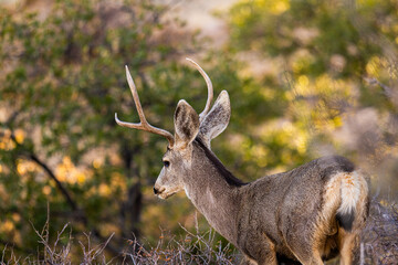 Venado en el desierto de México, Bura