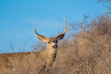 Venado en el desierto de México, Bura