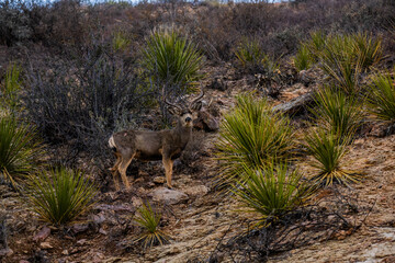 Venado Bura junto a planta dasylirion de sotol en el desierto de Chihuahua
