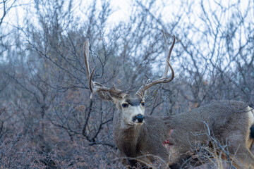 Venado con alambres en los cuernos, victima de cacería