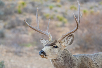 Venado en el desierto de México, Bura