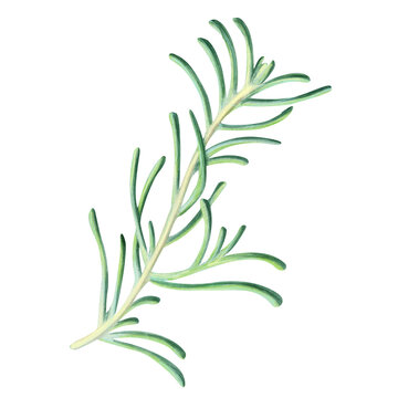 watercolor green rosemary sprig on white clip art preview