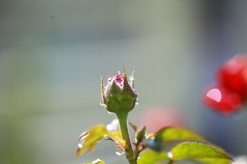 Roses are beautiful flowers and everyone loves them.