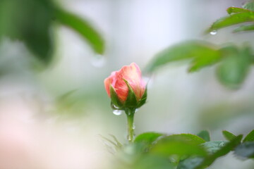 Obraz premium Roses are beautiful flowers and everyone loves them.