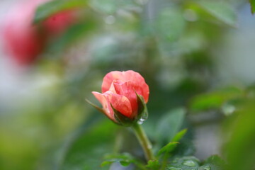 Roses are beautiful flowers and everyone loves them.