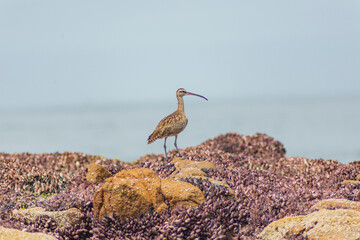 zarapito tronador en las costas de Arica