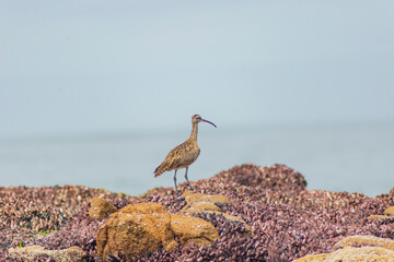 zarapito caminando sobre las rocas en la costa de la ciudad de Arica 