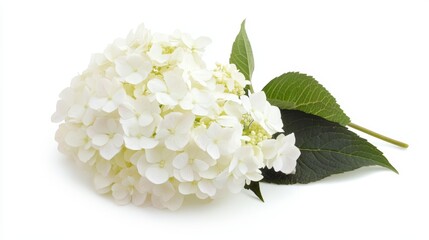 White hydrangea flower isolated on white Hydrangea arborescens Close-up