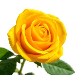 A single yellow rose isolated on white background