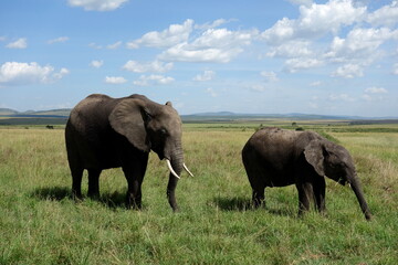Fototapeta premium A close up Photo of two African elephant eating in Masai Maara National Park Kenya