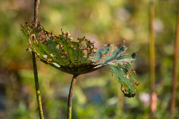 The lotus flowers that grow from the natural pond are beautiful and when the time comes they fade away.