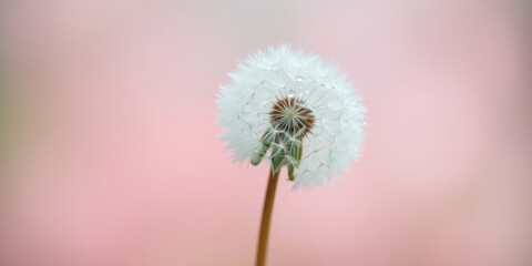 A delicate dandelion seed head, with delicate white plumes and glistening water droplets, stands tall against a soft pink background.