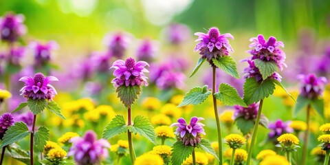 Fototapeta premium Vibrant Meadow Scene with Purple Dead Nettle and Yellow Dandelion in Tilt-Shift Focus for Nature Photography