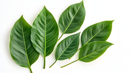 Lush Green Leaves Arranged on White Background