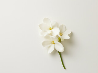 Fototapeta premium Elegant White Plumeria Flowers on Minimalist Background for Tranquil and Serene Decor