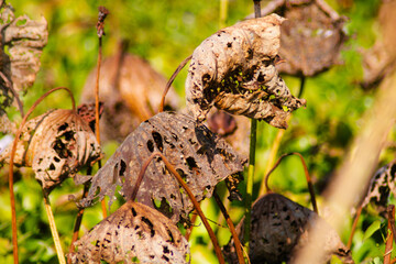 The lotus flowers that grow from the natural pond are beautiful and when the time comes they fade away.