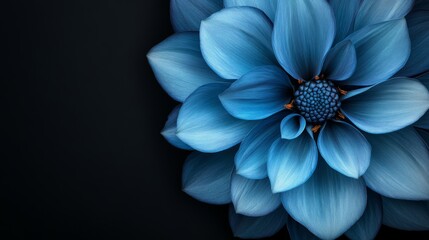 Blue Flower on black isolated background for design Closeup Nature Blue flower isolated on a black backdrop close up Shades of Blue Azure cobalt admiral lapis navy blue Artsy style wallpaper