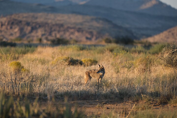 Coyote standing in the desert landscape just before sunset