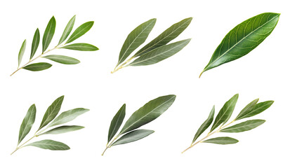 Fototapeta premium Olive twigs isolated on transparent background