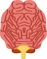 Brain Human Organ