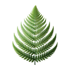 Fern leaf isolated on transparent background