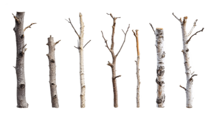 Collection of tree trunks in different sizes, isolated against a white background