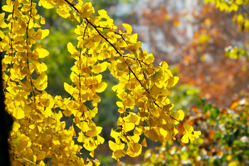 autumn ginkgo tree	
