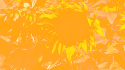Abstract background of sunflowers blooming in the morning sunlight gradient yellow orange blurred. Experimental agricultural plot in the central province of Thailand. Sunflower, Flower, Nature, Summer