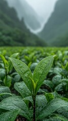 Dewy green leaves in a misty mountain valley tea plantation.