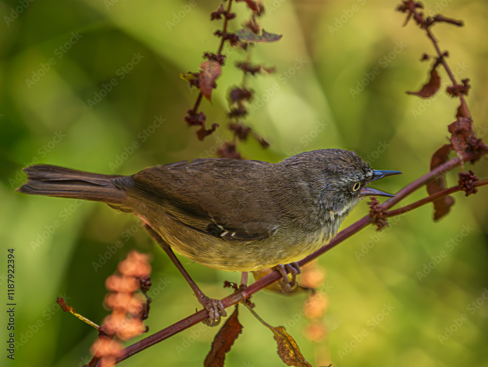 Canvas Prints  White Browed Scrubwren Close On Branch