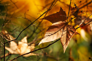 autumn leaves in the sun