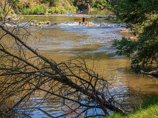 Woman And Two Dogs In River