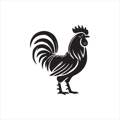 rooster isolated on white background