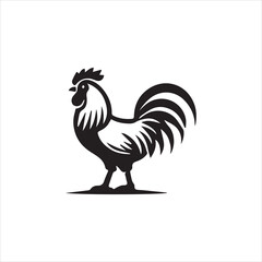 rooster isolated on white background